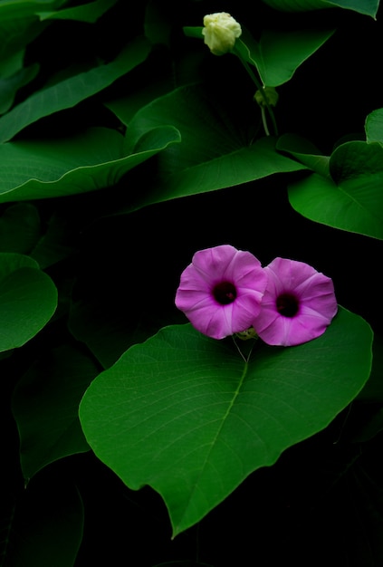 Fiore viola e foglia verde