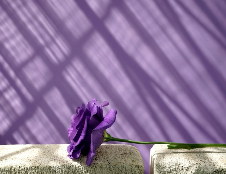 Fiore viola Eustoma su cemento bianco e finestra ombra parete viola texture astratta sfondo
