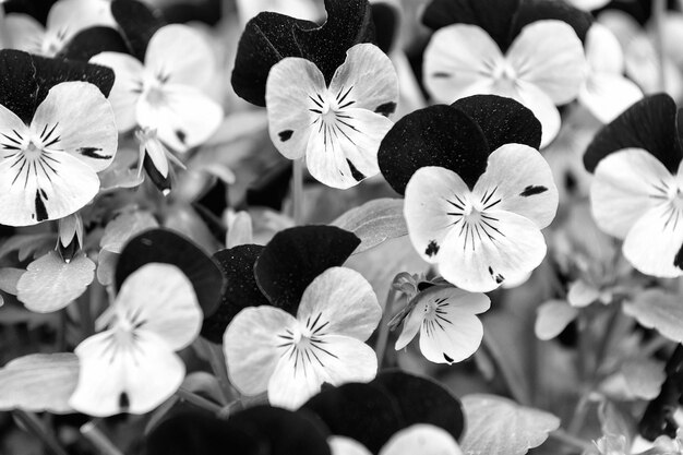 Fiore viola Heartsease Viola genere di piante da fiore in viola famiglia violaceae Bellissimo fiore stupendo Mostra viola Progettazione di parchi e paesaggi Negozio di fiori Piante di bellezza