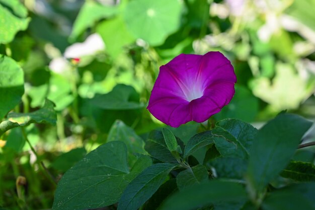 fiore viola in giardino nel cortile di casa