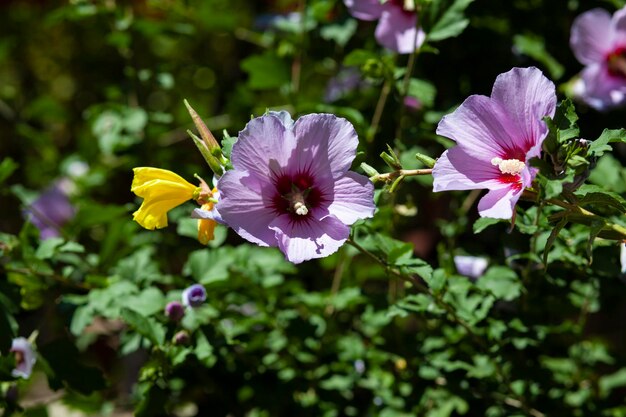 Fiore viola in giardino