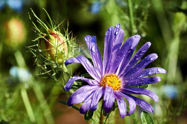 Fiore viola in giardino