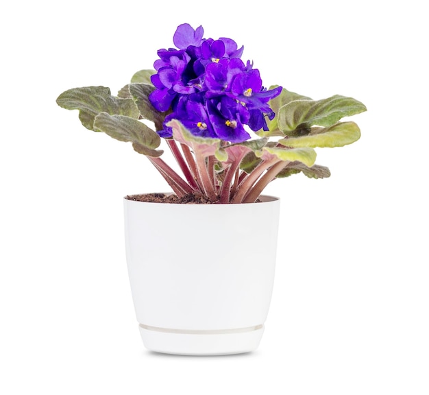 Fiore viola in vaso Isolare