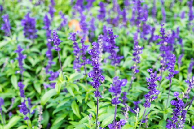 Fiore viola lavanda