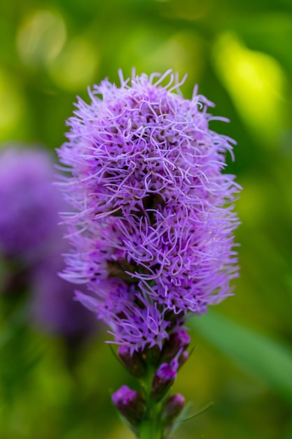 Fiore viola liatris fiore su sfondo verde in una soleggiata giornata estiva macrofotografia