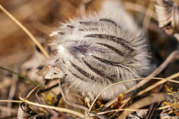 Fiore viola maggiore pasque - Pulsatilla grandis - che cresce in erba secca, dettaglio ravvicinato sulla testa di pianta pelosa non aperta