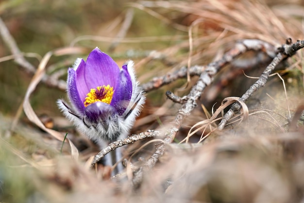 Fiore viola maggiore pasque - Pulsatilla grandis - che cresce in erba secca, dettaglio ravvicinato