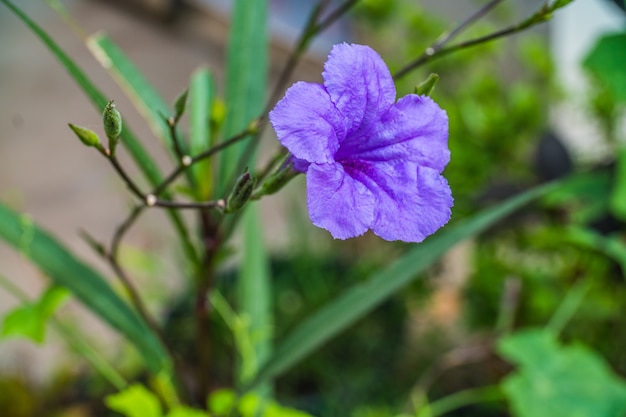 Fiore viola nel giardino, Waterkanon