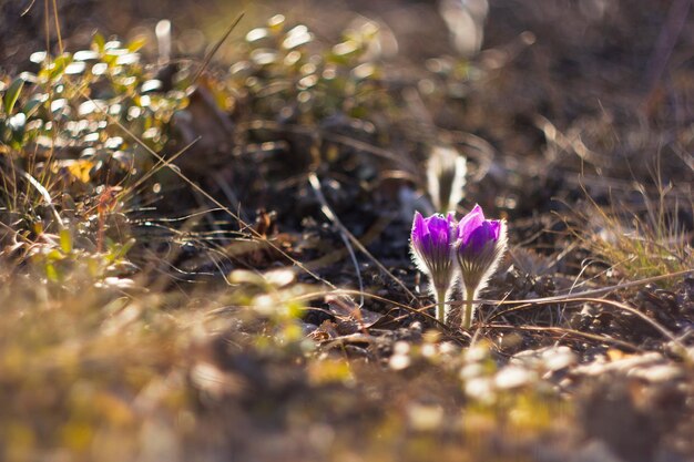 Fiore viola nell'erba secca dopo l'inverno I primi fiori primaverili nel prato Violetta delle gocce di neve