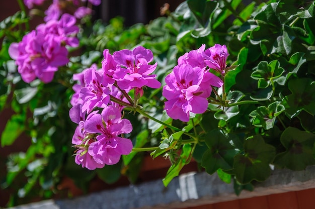 Fiore viola Pelargonium Geranio