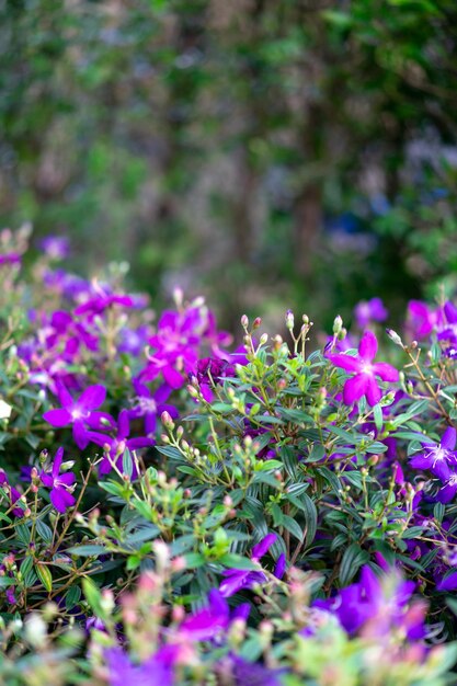 Fiore viola porpora nel giardino alla luce solare del mattino