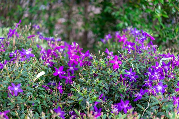 Fiore viola porpora nel giardino alla luce solare del mattino