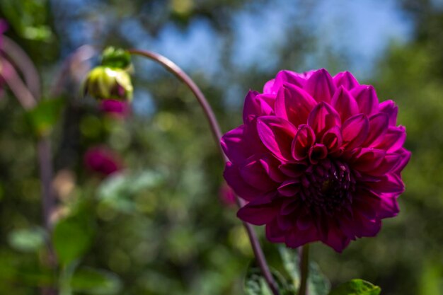 fiore viola primo piano sullo sfondo della natura