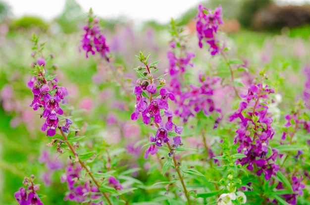 Fiore viola salvia