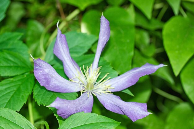 Fiore viola selvatico