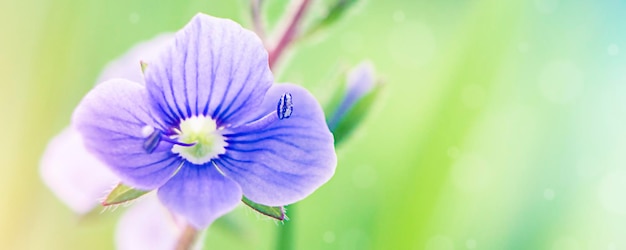 Fiore viola su sfondo verde brillante in una macro con spazio di copia