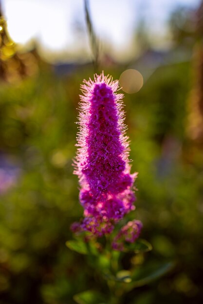 fiore viola su un cespuglio al sole del pomeriggio