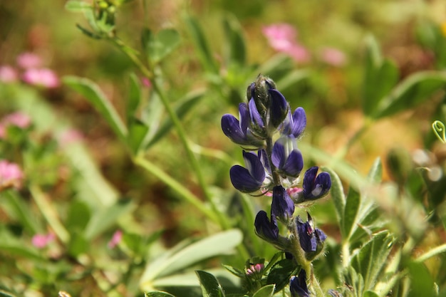 Fiore viola su uno sfondo di campo