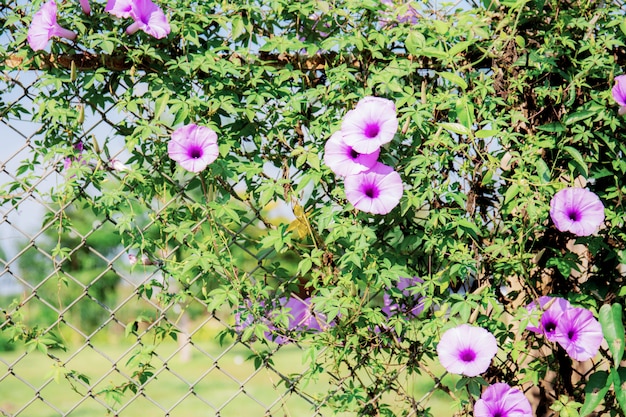 Fiore viola sul recinto al giorno.