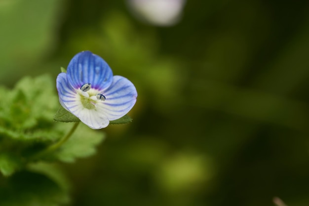 Fiore viola sulla vegetazione verde