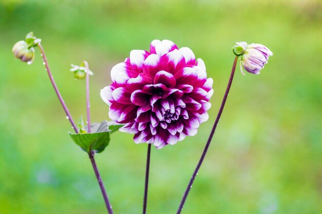 Fiore viola una dalia su uno sfondo sfocato verde chiaro