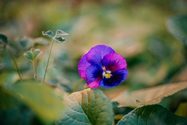 Fiore viola viola del pansy che fiorisce nel giardino con uno sfondo verde sfocato in primavera selectiv