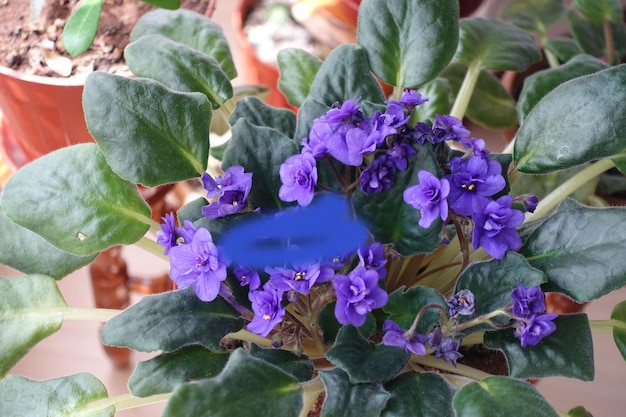 Fiore viola viola in una pentola nel soggiorno di una casa piante ornamentali al coperto fiore viola blu