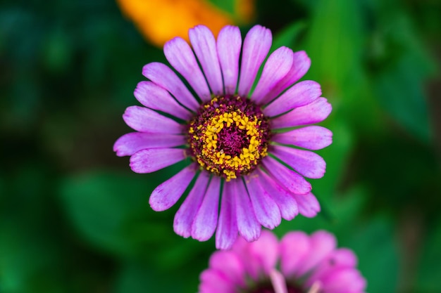 Fiore viola zinnia fiore dalia vista dall'alto