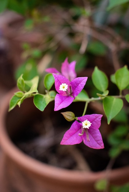 Fiore viola