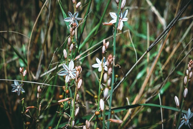 Fiore vivo fresco di Asphodelus fistulosus