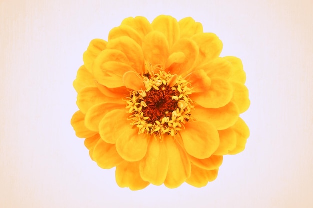 Fiore Zinnia arancione in fiore perfetto in primo piano Immagine dai toni pastello in stile vintage ideale per stampe su tela per interni alla moda
