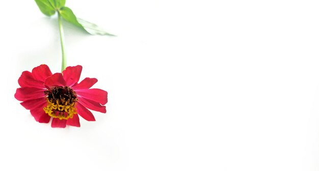 Fiore zinnia rosso isolato su sfondo nero