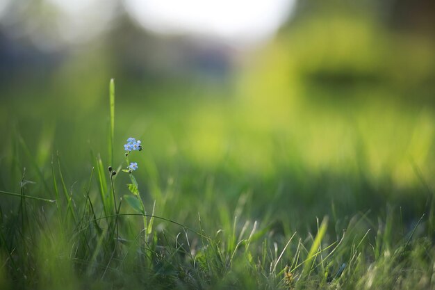 Fiorellini di campo su un prato verde