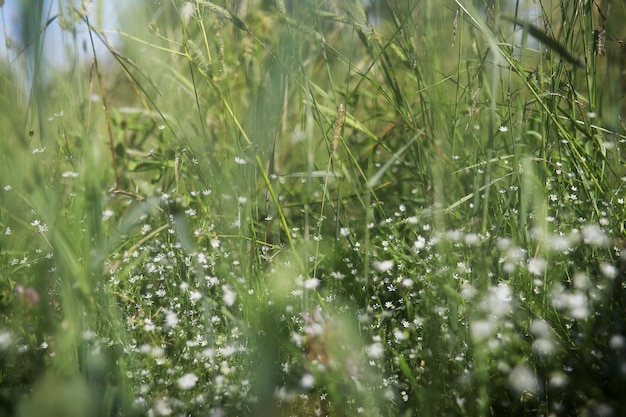 Fiorellini di campo su un prato verde