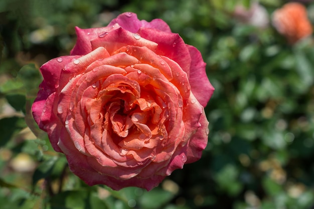 Fiorente bella rosa colorata fresca con rugiada sui petali