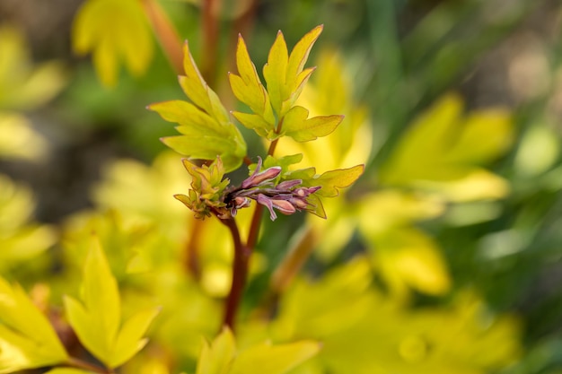 Fiorente dicentra spectabilis cuore d'oro nel giardino