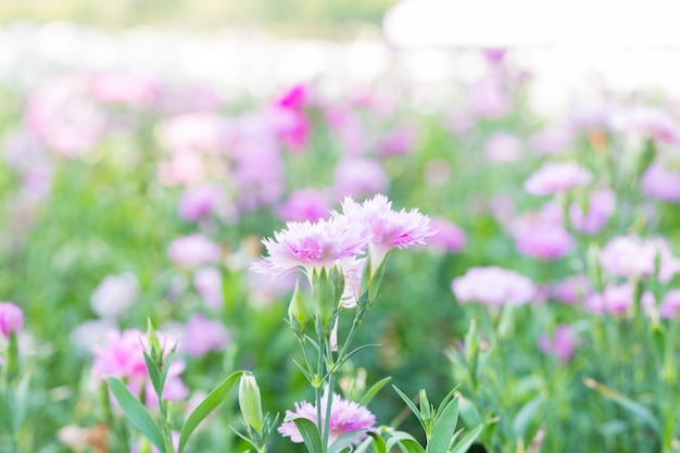 Fiori a forma di blu