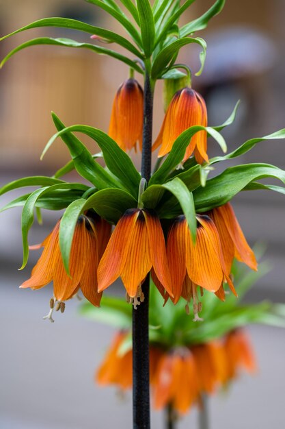 Fiori a forma di campana arancione gallo cedrone imperiale Fritillaria imperialis pianta erbacea bulbosa perenne