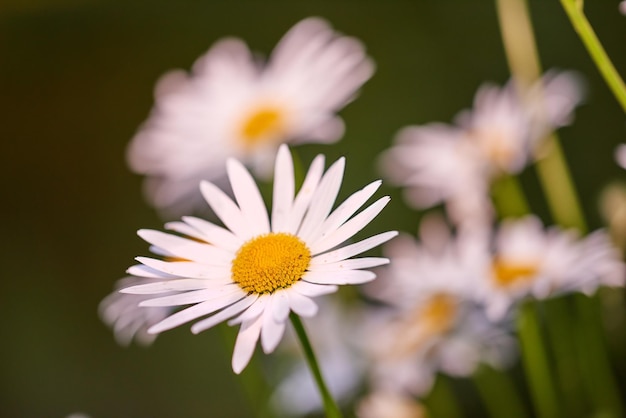 Fiori a margherita che crescono in un campo o in un giardino in una giornata di sole all'aperto Leucanthemum vulgare o margherite dall'occhio di bue margherite dalle specie di asteraceae con petali bianchi e pistillo giallo che fiorisce in primavera