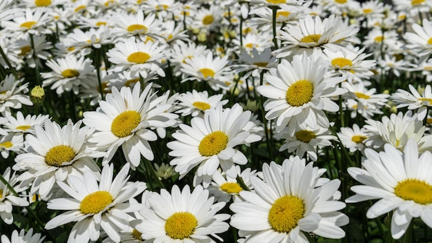 Fiori abbastanza bianchi che sbocciano in uno sfondo bellissimo giardino