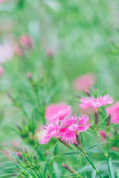 Fiori abbastanza piantati per terra