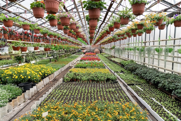 Fiori all'interno della serra da giardino in primavera in serra con file di piantine di piante diverse fioriscono