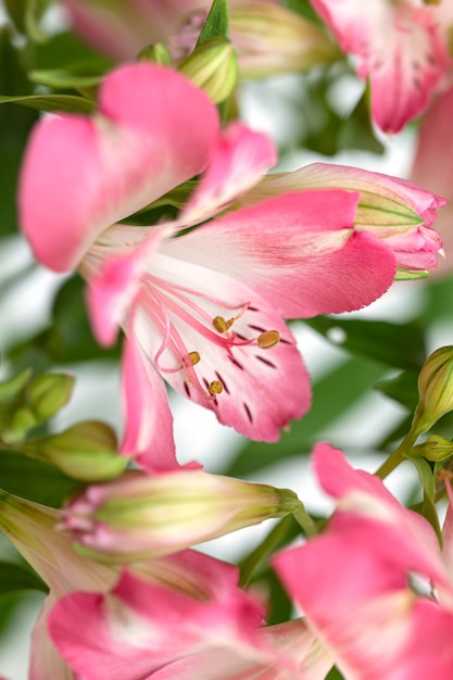 Fiori Alstroemeria