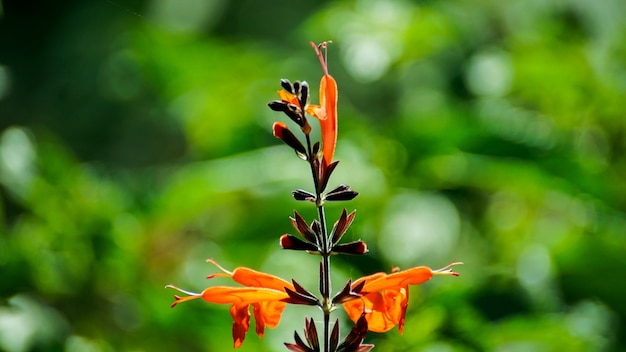 Fiori Arancione Lunga