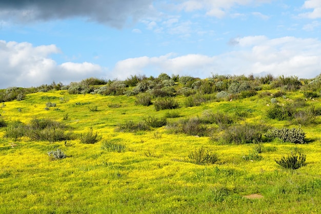 Fiori arancioni del papavero in montagna verde durante la stagione primaverile della fioritura eccellente della California.