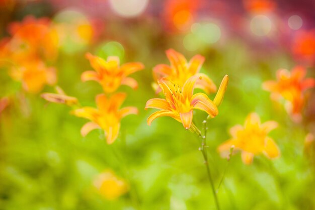 Fiori arancioni luminosi su steli sottili. Sfondo verde