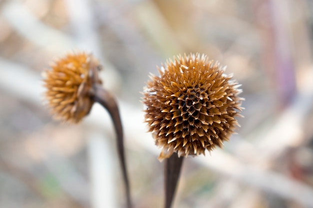 Fiori asciutti sullo sfondo del terreno innevato