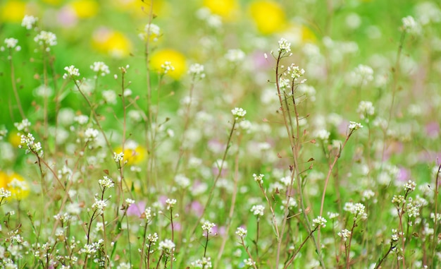 Fiori astratti del fiore sul campo