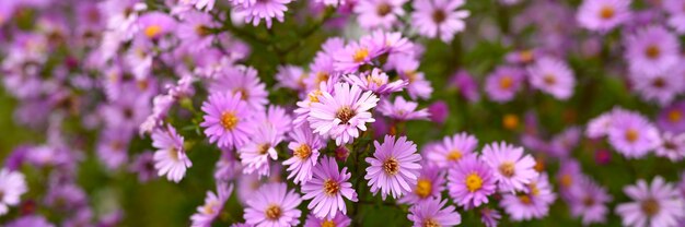 Fiori autunnali Aster novi-belgii colore viola chiaro vibrante in piena fioritura nel giardino.