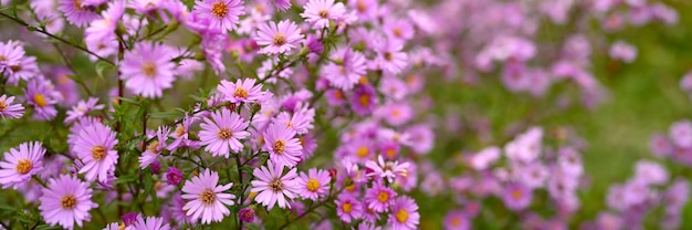 Fiori autunnali Aster vibrante colore viola chiaro in piena fioritura nel giardino.